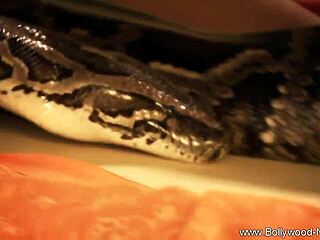 indian milf seduces with striptease in bollywood style