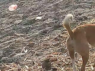 Surat aunt enjoys urinating outdoors