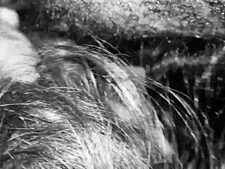 人妖诺瓦 interracial 怪物鸡巴大黑鸡巴业余变性人自制