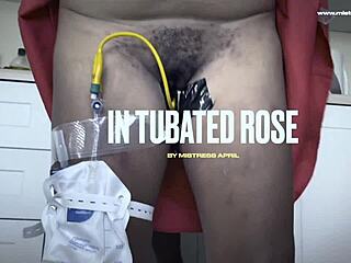 dominatrix mistress april controls slave rose in intense setup