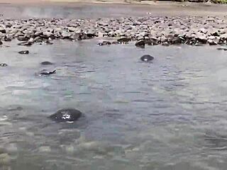 Habesha Girls from Ethiopian East Afrika!