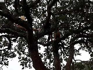 i shoved my cock into blonde and brunette up on tree in street. watch full vid xvideos red emi rippi